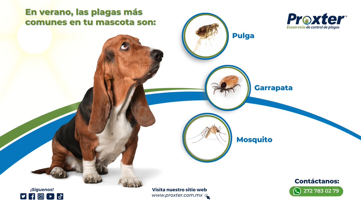 Proxter01's tweet photo. ¡El verano llegó! ☀️ Pero ten cuidado, las plagas también están emocionadas. Protege a tus mascotas y mantén a raya a los intrusos no deseados en tu hogar.
¡No dejes que las plagas arruinen tus vacaciones! #mascotas #ProtegeATusMascotas #plagas #proxter https://t.co/oYGI0G0j7M