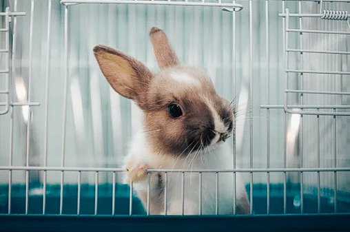 MultiplatformEN's tweet image. #UnityDevelopers has talked about what opportunities humanity has with new technologies to finally put an end to the cruel practice of animal testing. 

Learn more:

multiplatform.com/news/vr-and-ai…

#VR #ArtificialIntelligence #AI #Developers #PETA #Innovations