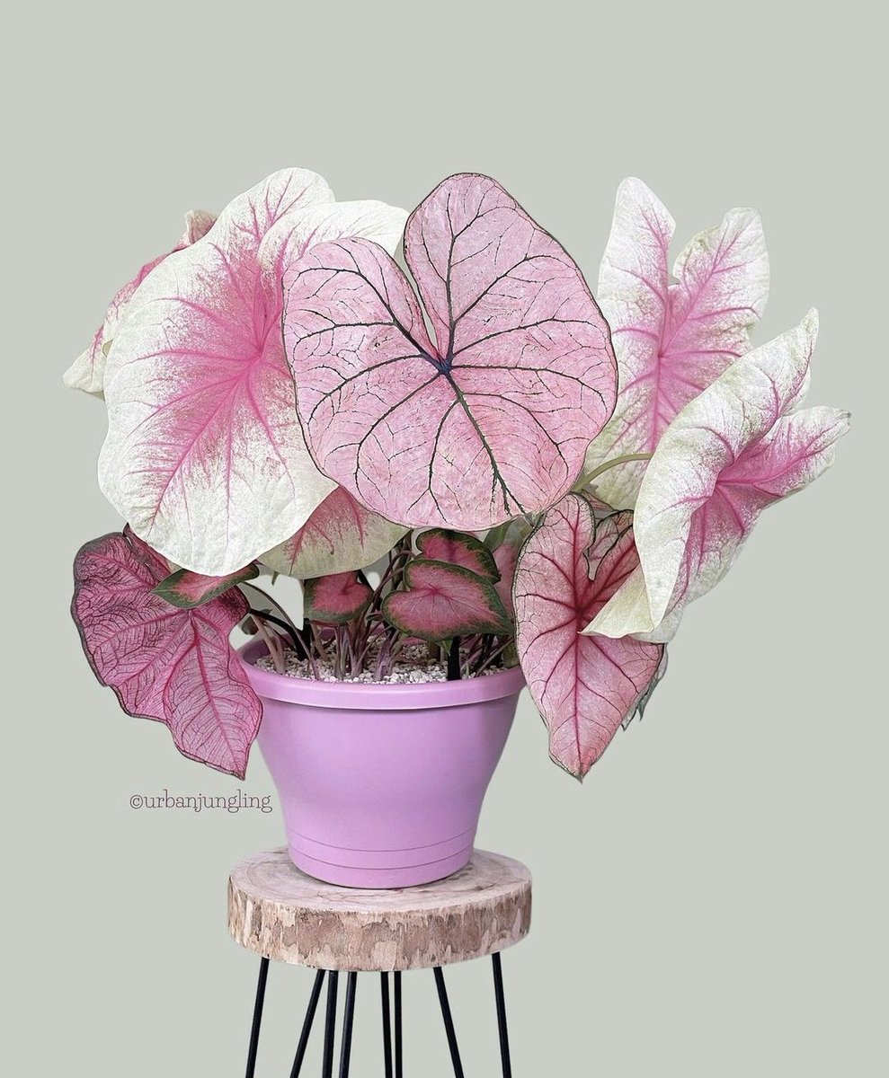 A beautiful Caladium display🌿