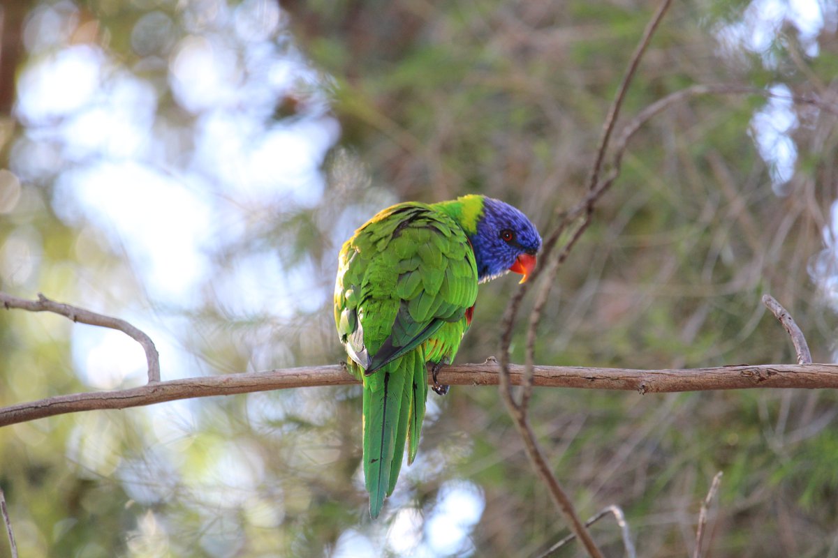 Had to post these cuties for #WorldParrotDay 🦜
Female King Parrot (left) and Rainbow Lorikeet (right) represent just some of the many parrots that account for our fabulous urban biodiversity here in Sydney 🏙️