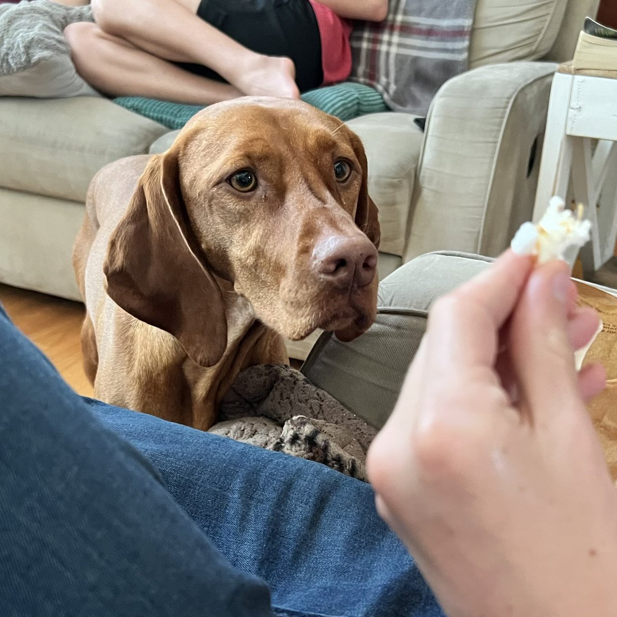 Popcorn!! 🍿 #vizsla #dogsoftwitter