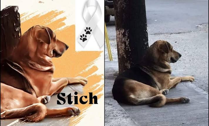 Alexa_Love_1_1's tweet photo. Espero que le caiga todo el peso de la ley al estúpido maldito de Sergio "N" y que no quede impune la muerte de Benito #JusticiaparaBenito pero no hay que olvidar que necesitamos justicia para Stich #JusticiaparaStich
@FundacionToby https://t.co/JpIxqXTzGN