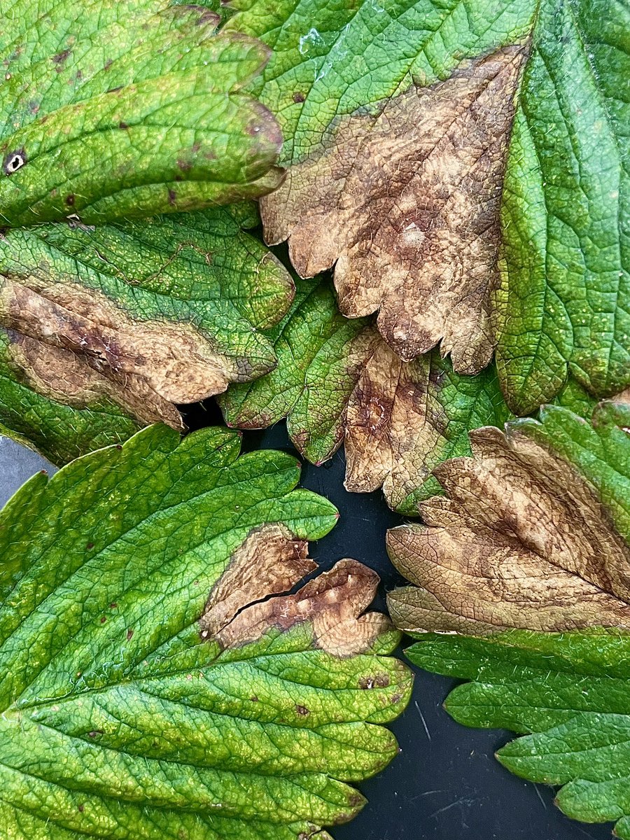Necrotic lesion of Neopestalotiopsis leaf spot on strawberry. Symptoms of the fungal disease develops rapidly during warm wet periods. If you put infected leaves in a plastic bag w/t a wet paper towel, you will eventually see black pynidia (pepper spots) form within the lesions