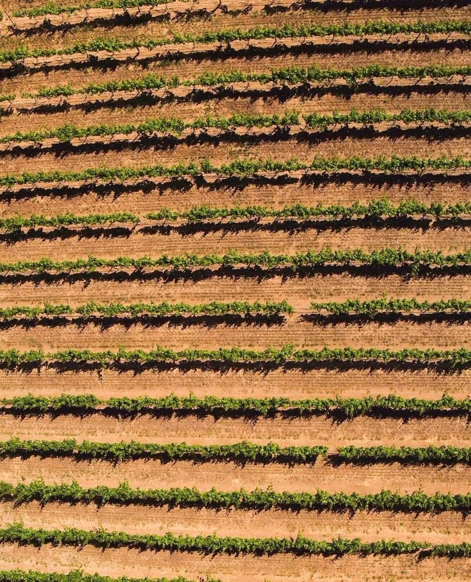 Our wines are born in the vineyards and raised in the city.⁠ #wawine 
⁠
📷️:  House of Smith Wines⁠
Frenchman Hills Vineyard