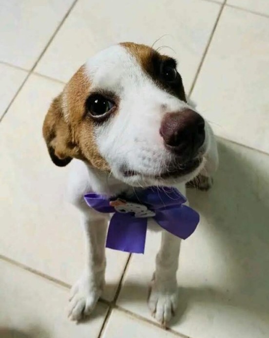 AnimalsfSale's tweet image. ❤️ - Princesa - Adoção em São Paulo/SP - ❤️

- Anunciante: Paulo Roberto
- Cidade: #saopaulo / SP
- Entrega: retirar no local
- Contato: 11941422895

Link: animalsforsale.com.br/adocao-afins/a…

#filhote
#adoçãodefilhotes #doaçãodefilhotes #adocaodefilhotes #doacaodefilhotes #adoteumpet