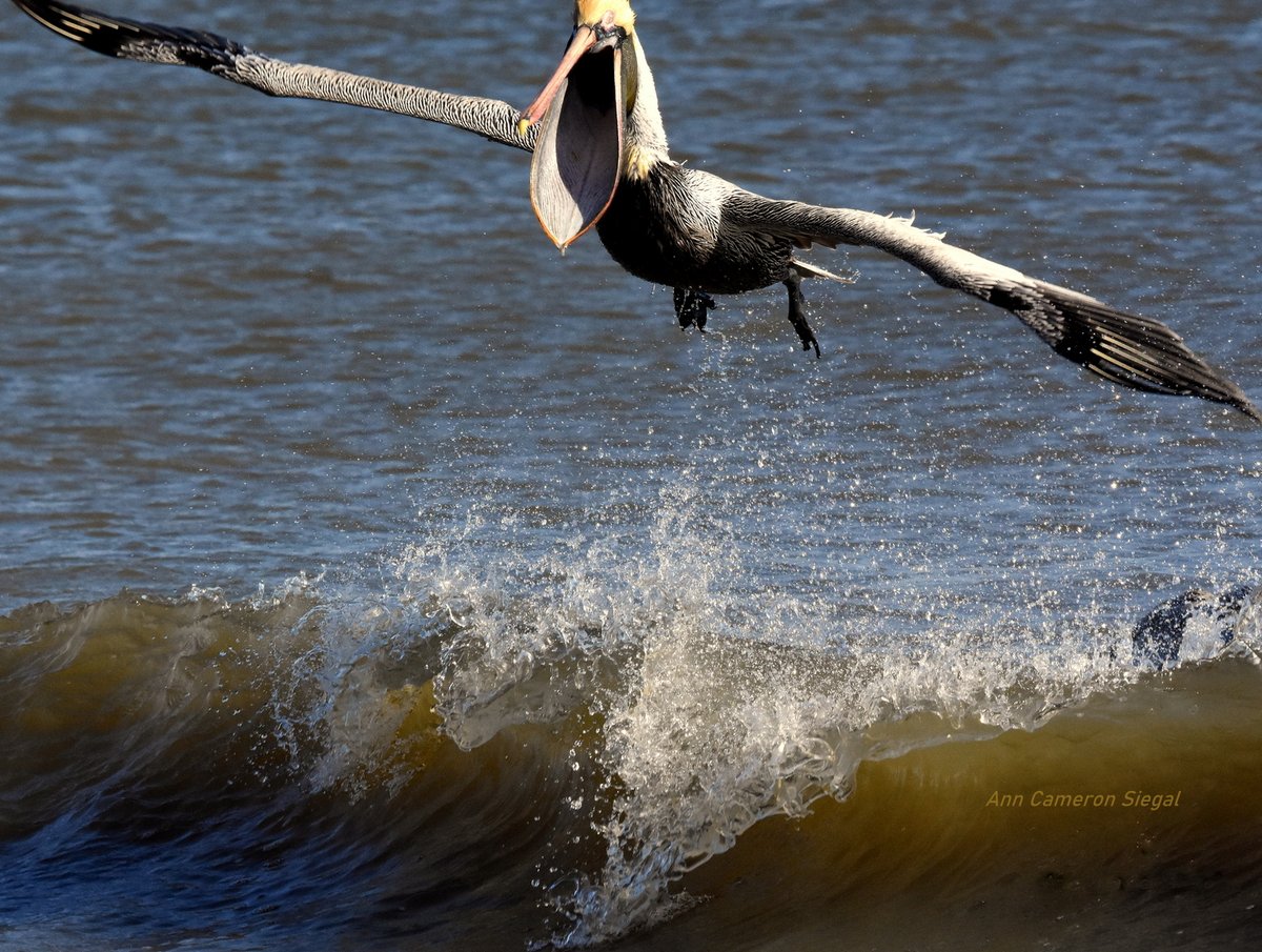 'Wheeeee!!'  Everyone needs a feel-good photo now and then.  #feelinggood, #pelicans, #birds