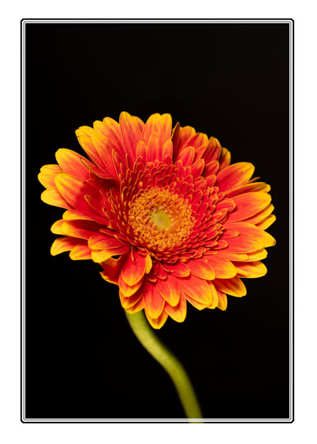 #Decorate your #featurewall with a #macro #photo of an #orange #Gerbera #flower shot in the @photos_dsmith #studio in #Cheshire. #flowerphoto #photography #artwork #art #PhotographyIsArt #artistic visit the website: darrensmith.org.uk to order a #print or to see more.