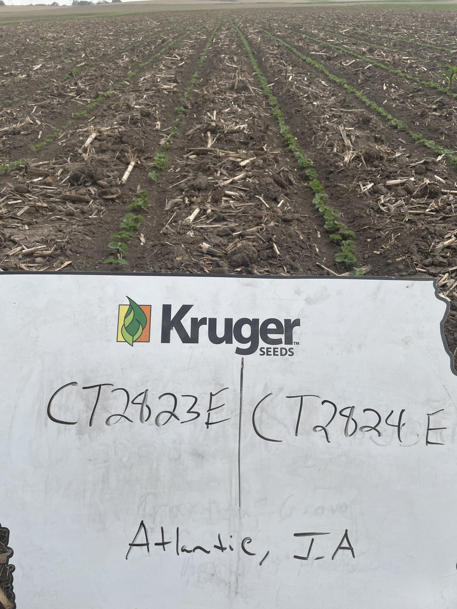 Channel_Neal's tweet image. Walking test plots in southern Iowa and got caught up in a dust storm 💨 Once the dust settled our NEW Connect E3 variety CT2824E stood out from the rest with its 💪 emergence
