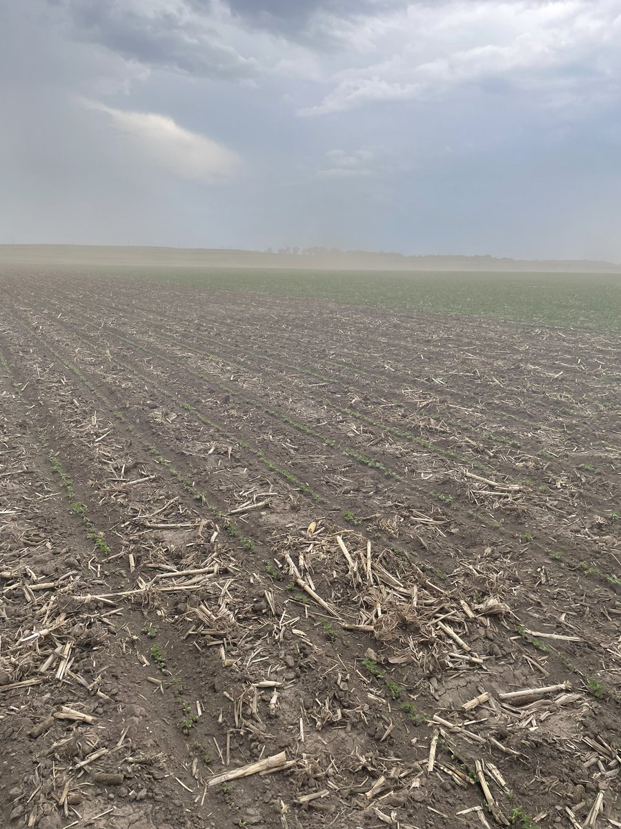 Channel_Neal's tweet image. Walking test plots in southern Iowa and got caught up in a dust storm 💨 Once the dust settled our NEW Connect E3 variety CT2824E stood out from the rest with its 💪 emergence