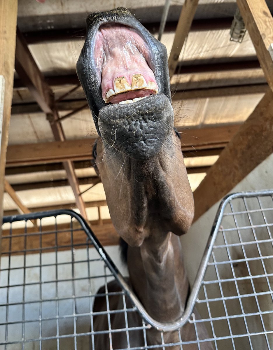 livipitch22's tweet photo. HE’S IN! Must Be Love wasn’t holding back his emotion when finding out he’s entered @parxracing on Monday with Sylvestre Gonzalez piloting. Let’s Go! @ThePewterStable @PTHA17 @MarylandTB #paynter #somekindalove #awesomeagain #notforlove https://t.co/kF9zLqQ6Wp