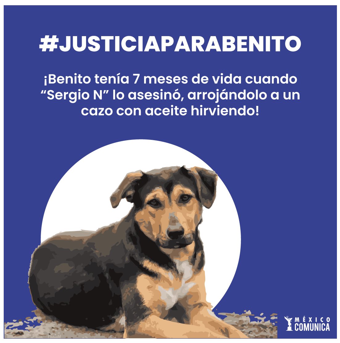 🚨🚨 | #JusticiaparaBenito Benito duró 6 horas en agonía debido a las fuertes lesiones que le provocó el aceite hirviendo por culpa de “Sergio N” o también conocido como el monstruo de #Tecamac, México ocupa el 3er lugar en maltrato animal a nivel mundial y Benito es una víctima