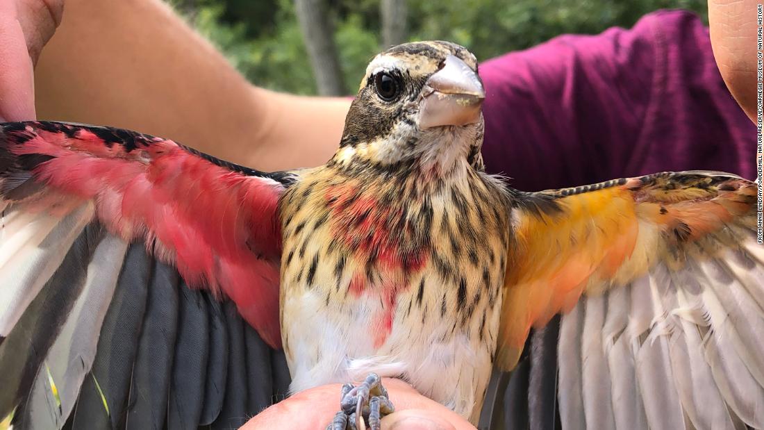 AquaticFlapper's tweet photo. ”Noooooo!!! They turned the birds and butterflies wWoOKKE” https://t.co/qzVS6B1CnP