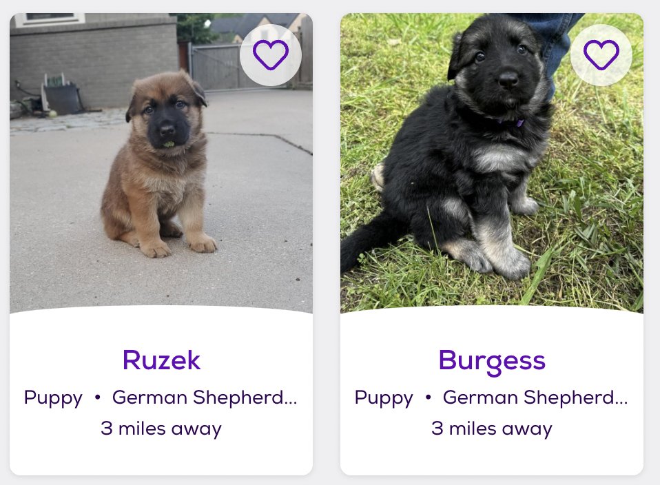 Local shelter just named a new litter after #ChicagoPD. Here is puppy #Burzek 😂.