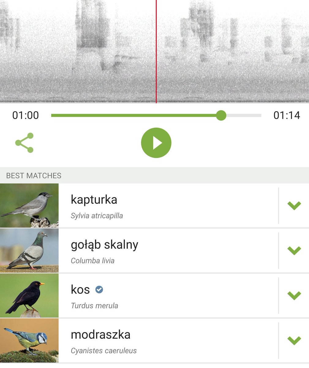 Aktualna fascynacja: apka Merlin, która służy rozpoznawaniu ptaków. Jedną z jej funkcji jest to, że można nagrać ich śpiew i apka rozpoznaje po tym ptaki. Genialne. Jak myśleliście, że w Waszym mieście są tylko gołębie, kawki i kosy to się możecie zdziwić. Moje poranne łowy: