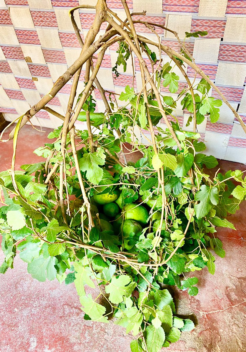 Raw mangoes straight from farm #naturebasket #rawmangoes #aampanna #yummy #mangochutney