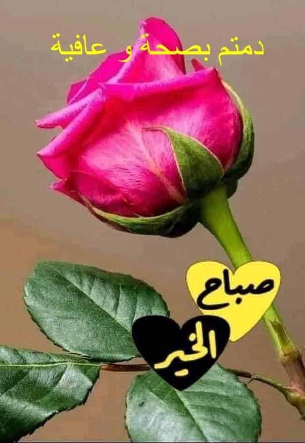 shadisb69's tweet photo. @f___eriel79 صباح الخير https://t.co/c9Wu7WUBMd