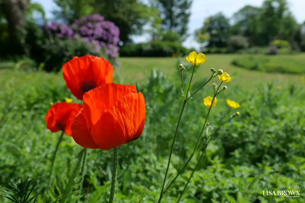 Beautiful giant poppies and buttercups in Moor Park. © Lisa Brown Photography #Preston #moorpark @blogpreston @visitpreston @ParksInPreston