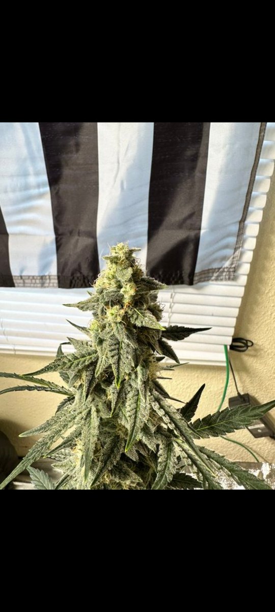 Jefferson_lin45's tweet photo. Depuis je goût ça je m'en lasse plus chaque tâche ménager il me faut mon OG Kush c'est devenu ma nouvelle musique #Weedsmokers #WeedLovers #weedfrance #weedmarseille #Marseille azy Snap👻:https://t.co/sJkt4yAYDm telegram:@Naps429 azy présent toi jeté donne en mains propre 💯! https://t.co/2aiR63HylU