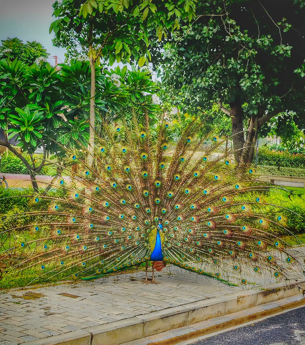 Lucky when you are surrounded with beauty or you find beauty in everything surrounding you... perspective ❤️🤗
Picture Courtesy: Moi 💕

#life #PERSPECTIVE #Loveyourself