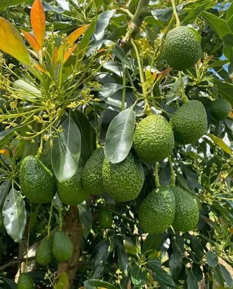EricRukebesha's tweet photo. Investing in horticulture crops, is long lasting investment that never disappoint.
#horticulture 
#avocadoes
#passionfruits https://t.co/e7IDLQY1qH