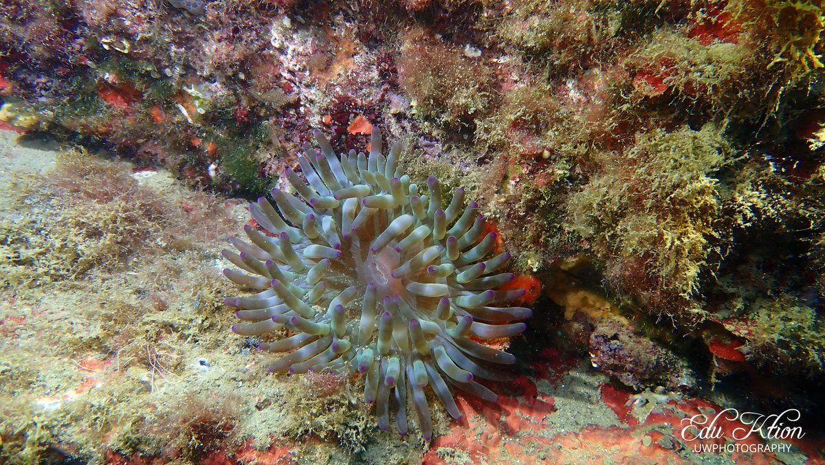 KtionEdu's tweet photo. Cribrinopsis crassa
📸 Olympus TG6
#explore #padi #scuba #scubadiving #snorkeling #ocean #sea #mediterrano #sealife #lifestyle #nature #discovery #nationalgeographic #amazing #fun #photography #underwater #uwphotography #fecdas #anemone https://t.co/Drvlk7IqoI
