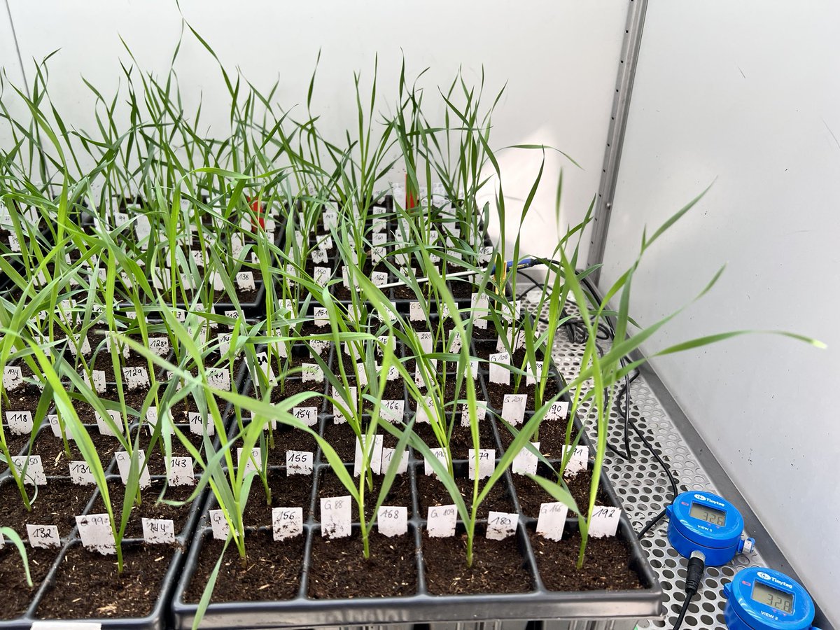 Testing wheat seedlings under unrealistic condition: low light (70 umol m-2s-1 PAR) and high temperature (32/28°C) 😅 Are we crazy or will we find out something interesting?