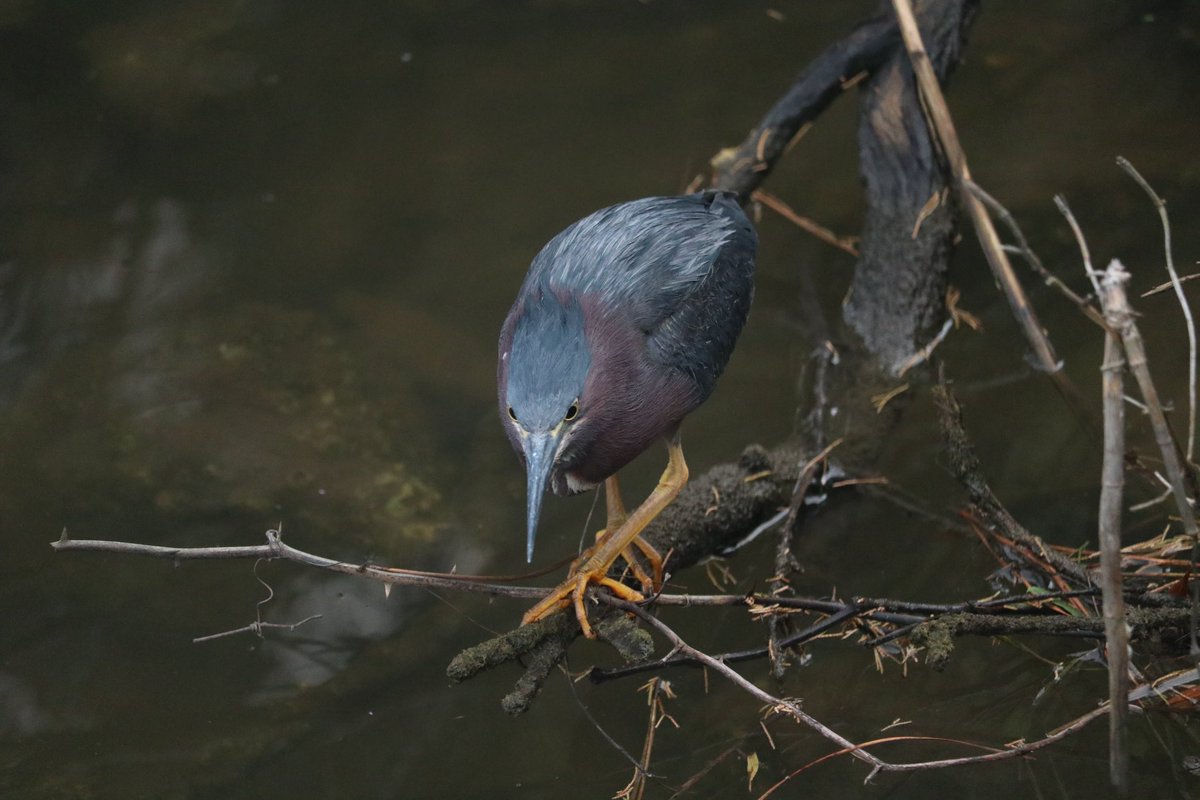 grateful_jk's tweet photo. Got to spend my memorial weekend photographing adult and yearling green herons, fiddler crabs, and a funny looking log! Enjoy my Gulf Coast friends! https://t.co/6G9Ea2dilm