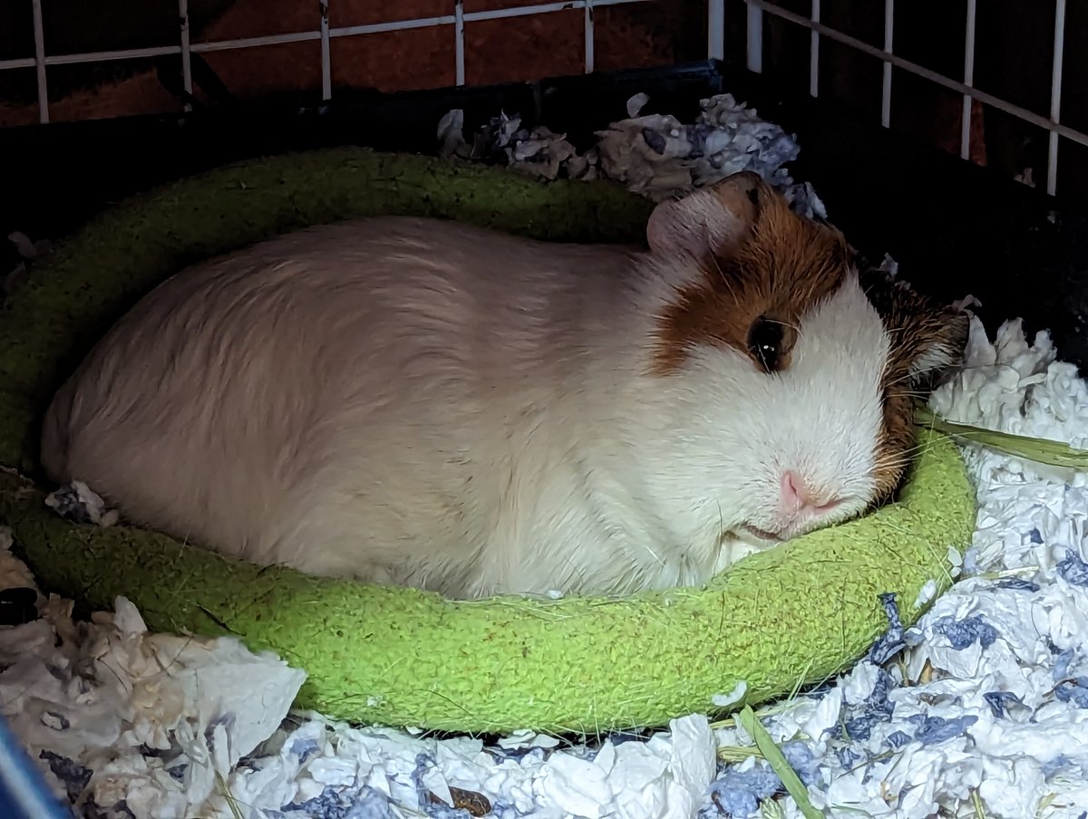 SamsCulottes's tweet photo. look at how cozy she is https://t.co/RvjWO1lkR1