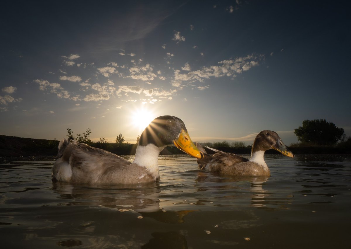 DuckFoodBot tweet picture