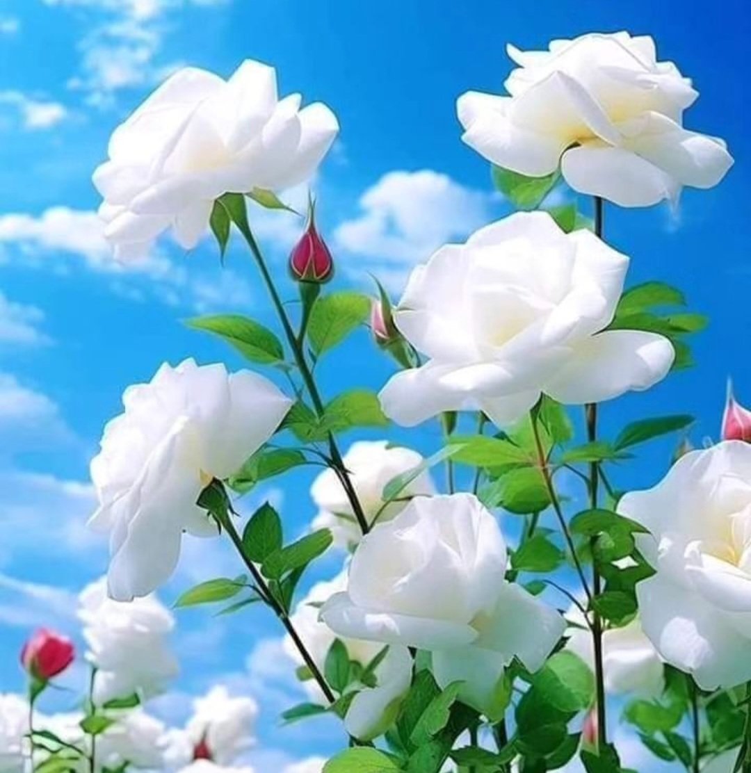 أصـبحنا وأصـبح المـلك لله والحمد لله ، لا إله إلا الله وحده لا شريك له، له المـلك وله الحمـد، وهو على كل شيء قديرخيووط الصبآآإآح بدأت تتسلل لتشررق علينآآ بـ / يووم جديد* يووم لاآآ نعلم خفآياھ و لكننا*نعلم من مدبرھ ونثق بـہ * يآرب .. آگتب لنا الخير فيــہ*  صبااح الخير