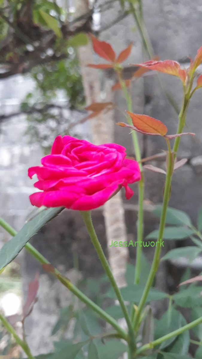 #RoseWednesday #FlowerPhotography
#MyGarden #ELYUwith❤ #GoodMorningEveryone 
#May312023 #SummerIsOutRainySeasonIsIn