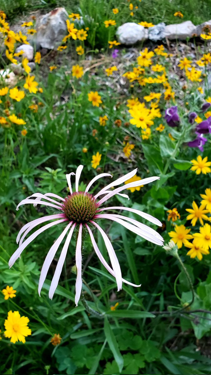 Pale Purple Coneflower, Echinacea pallida, blooming in the front garden. #nativeplants #naturallandscape #WhatYouPlantMatters #GrowNative #pollinatorgarden