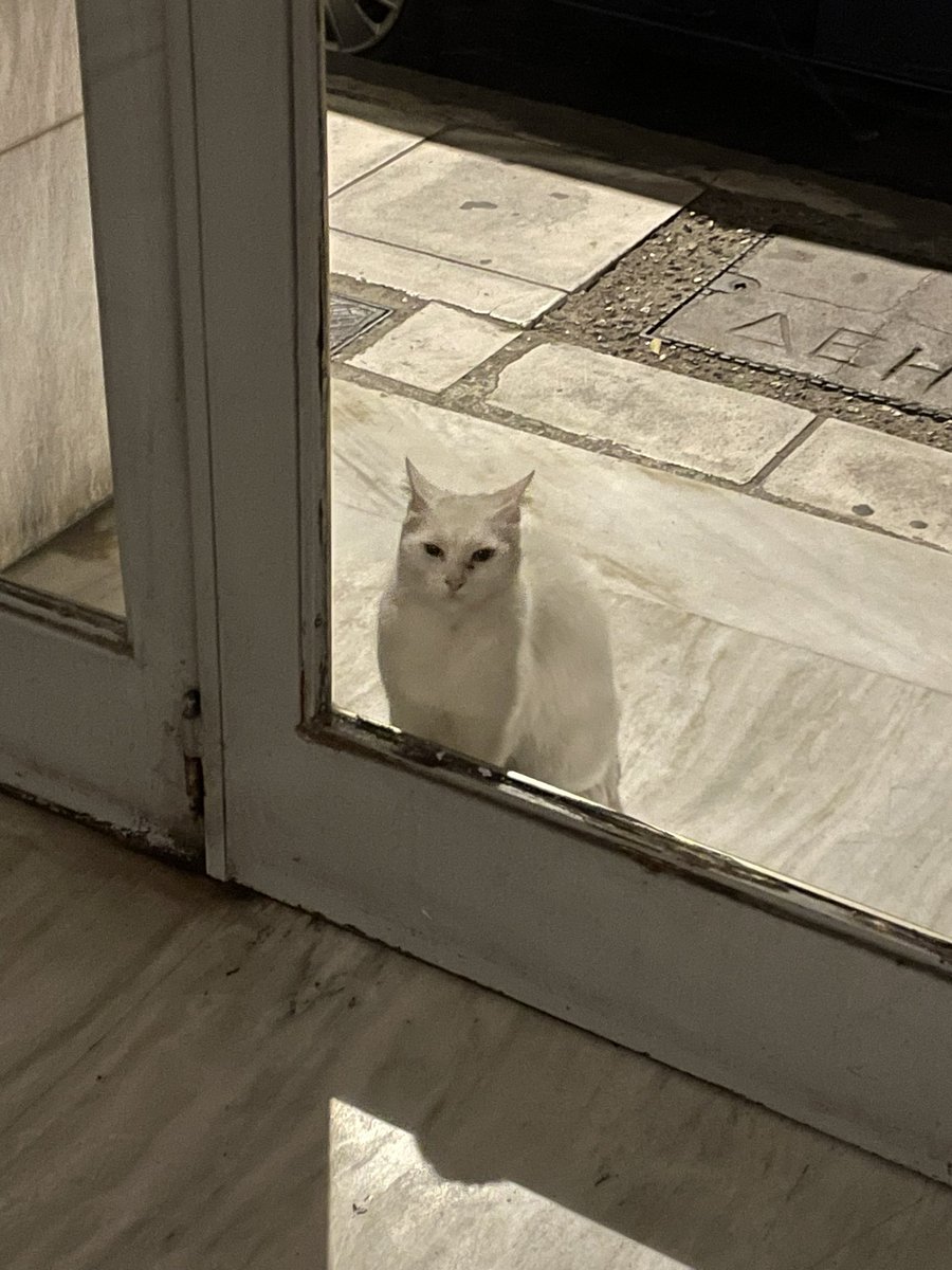 BeyondBex's tweet photo. This is Cocoa. She’s our neighbourhood stray. She HATES being indoors (I’ve tried) and trots around the different apartments & shops at various times of the day for food.
At about 9pm it’s our building’s turn. She’s regular as clockwork.
#greekstrays #catsoftwitter https://t.co/oiIMLlwEYt