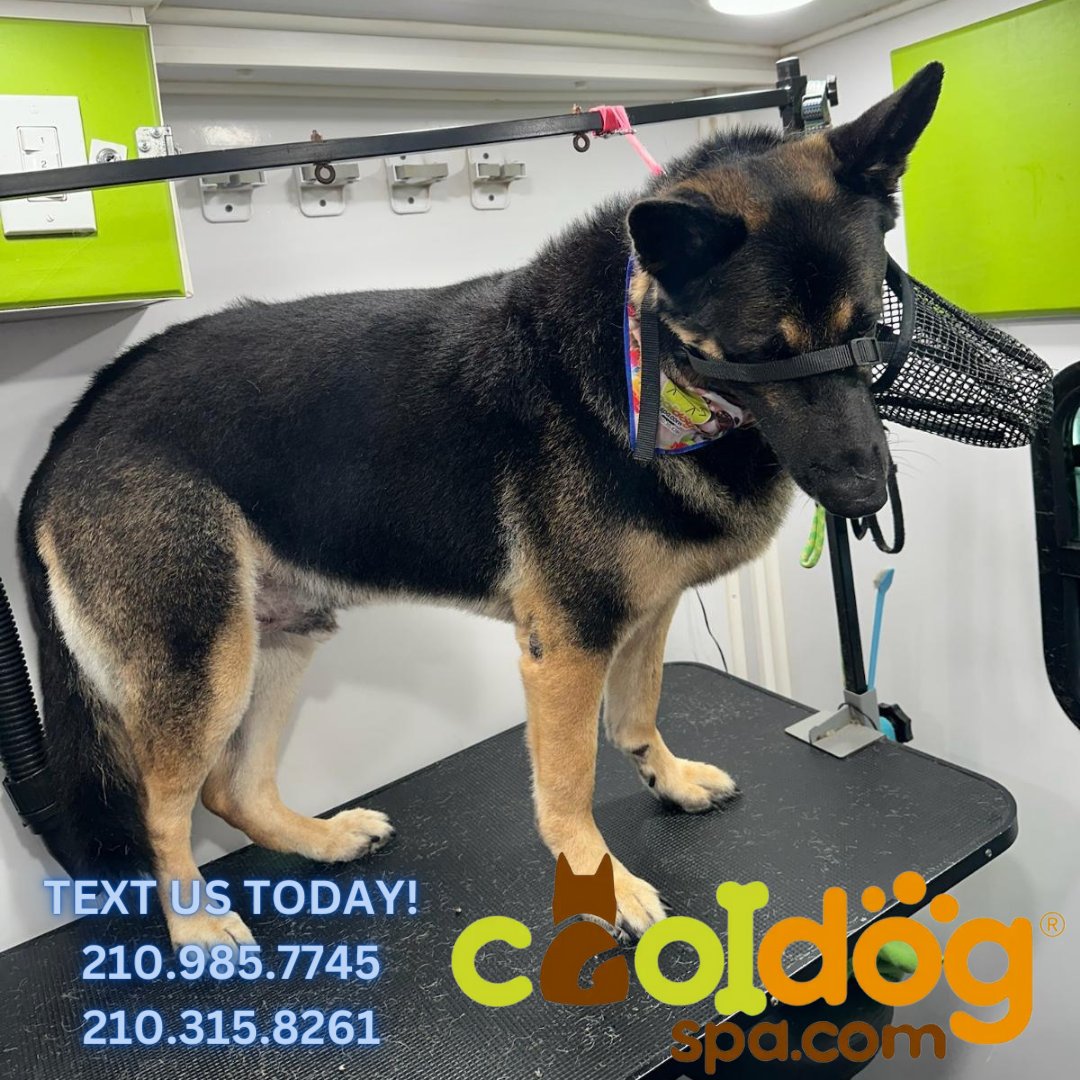 'We have same day appointments' subject to availability 
..
TEXT US TODAY!!! 📳🤳📳
.
210.985.7745 & 210.315.8261

#CoolDogSpa #CoolDogAustin #CoolDogSanAntonio #cooldogtips #dogslover #dogsclub #dogofday #dogslife #germanshepherd #germanshepherdlovers