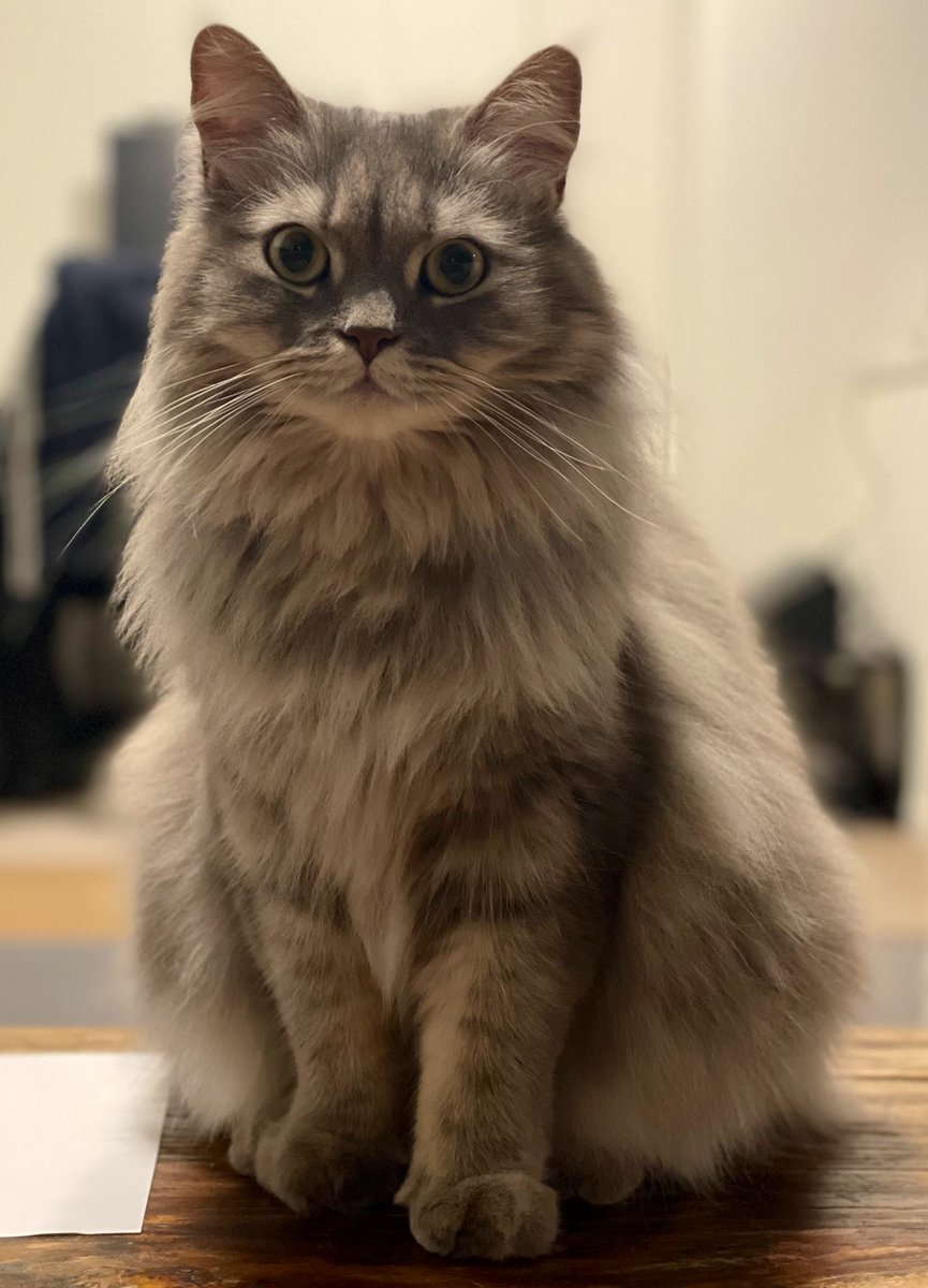 たまにはキリッとするよ👁️👁️
#猫 #にゃんこ #ねこ #サイベリアン #猫のいる幸せ #猫のいる生活 #猫好き #猫好きさんと繋がりたい #cat #siberian #catlover #catlife #ねこのきもち #ねこのいる生活 #siberiancat