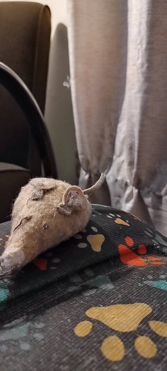 LoordNael's tweet photo. A cortina aqui de casa é cada vez mais bem decorada... A quem interessar, posso indicar novos decoradores!
#gateiro https://t.co/GdGF2DmBuF