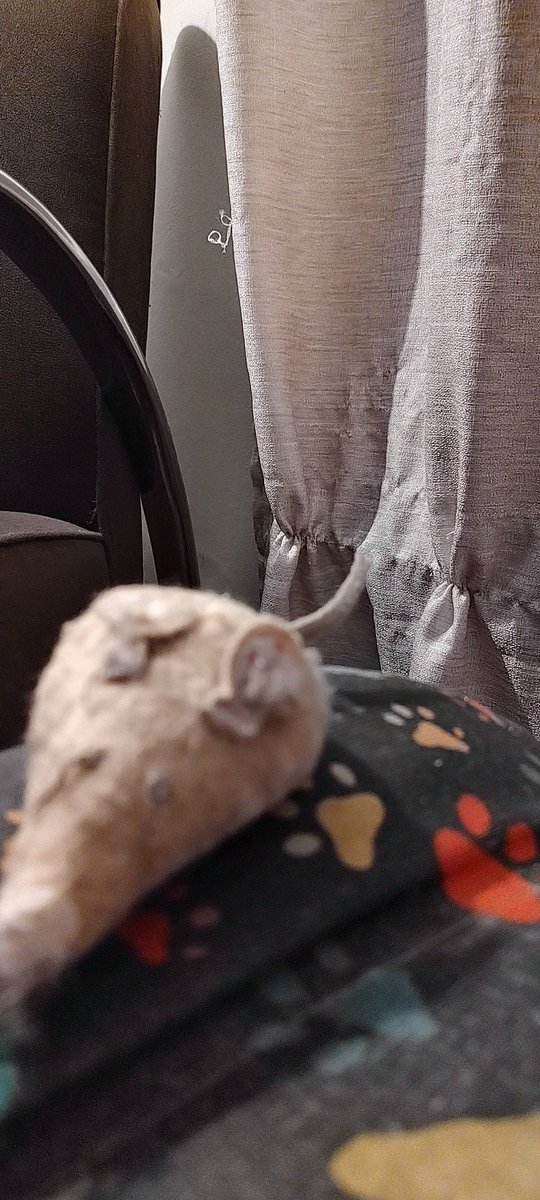 LoordNael's tweet photo. A cortina aqui de casa é cada vez mais bem decorada... A quem interessar, posso indicar novos decoradores!
#gateiro https://t.co/GdGF2DmBuF
