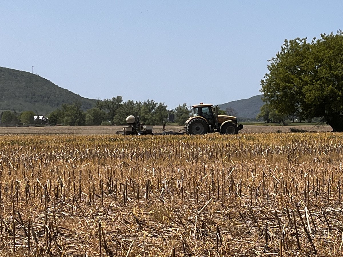 Hog manure on covercrop wheat before spraying and before planting. …. Of course who sprayed this?   Ha ha