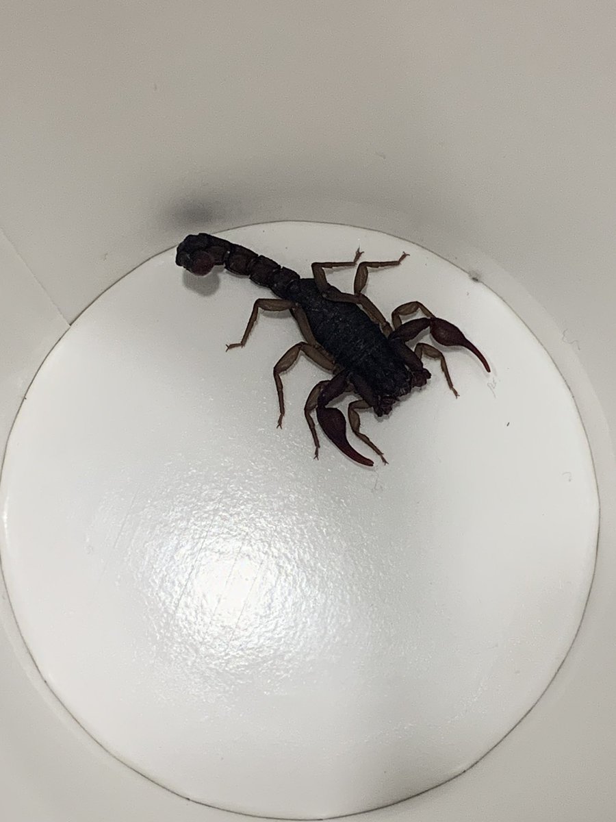 rorrolevinson's tweet photo. @Arachno_Cosas hola! Alguna información de este amigo? https://t.co/0oalAkKlKi