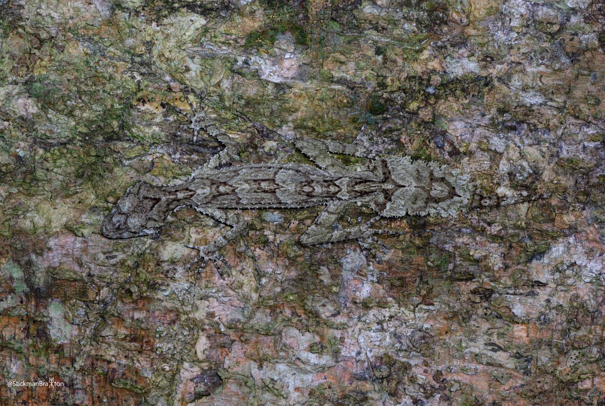 Nature is crazy! I can’t even tell where this leaf tailed gecko starts and ends! Not to mention it is even harder to see in real life as these images use an artificial light source.

#herp #lizard #NaturePhotography #photograph #photography #photooftheday #eye