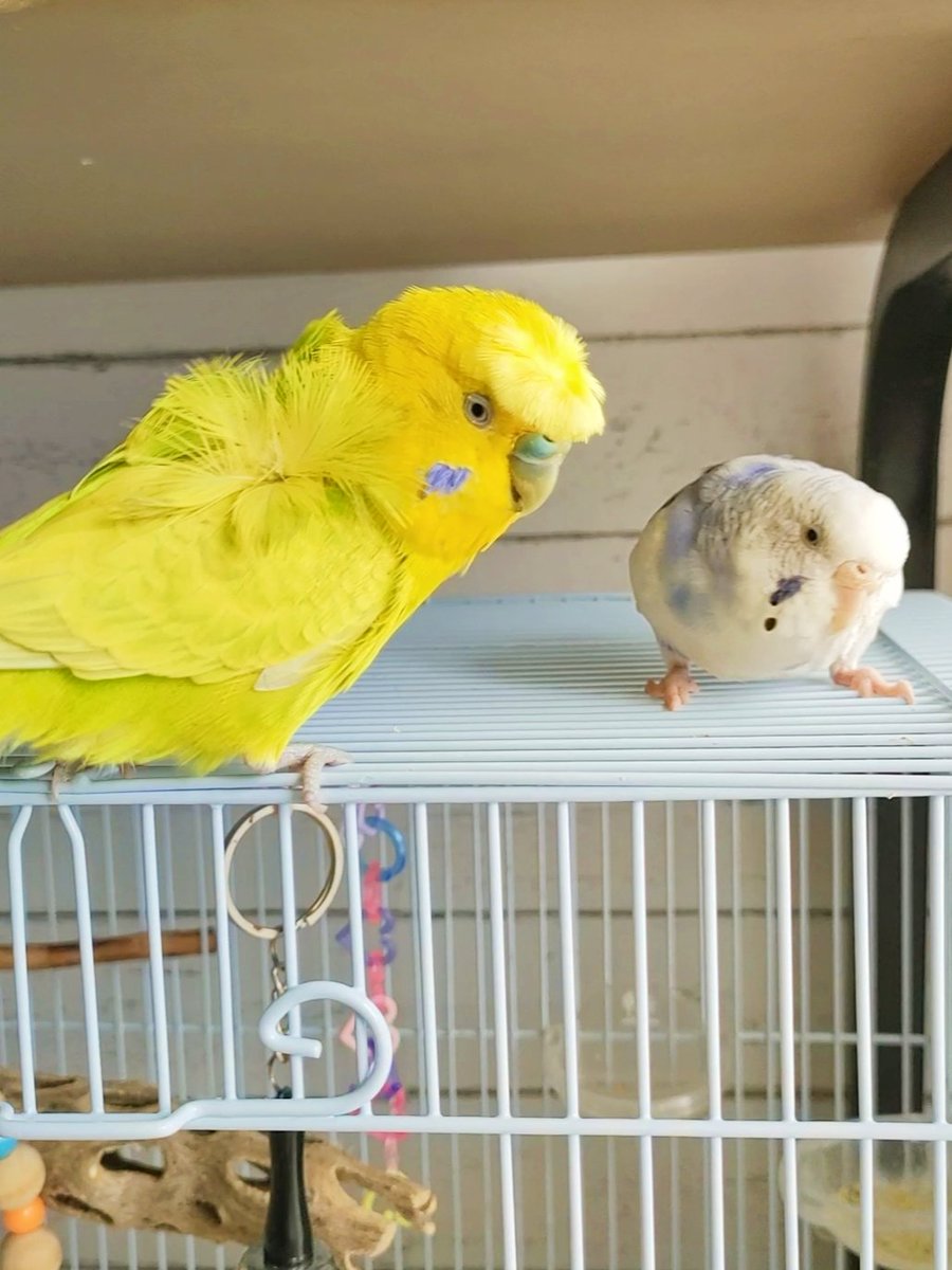 DandelionPichu's tweet photo. 大換羽で羽コレクションが増える。
ぴちゅとポッポ https://t.co/kvKUQ2GXtJ