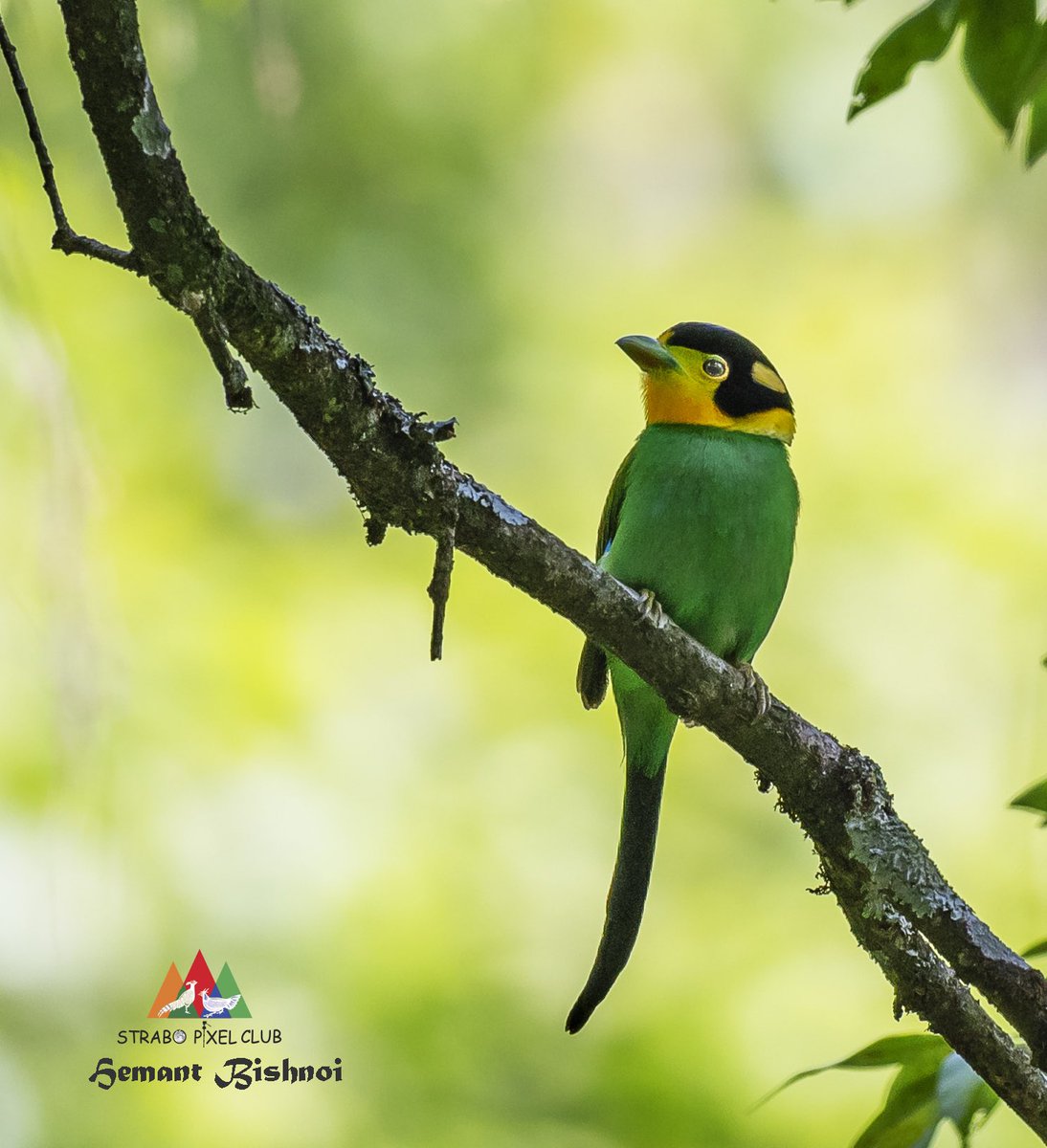 long-tailed broadbill #birding #birdphotography #BirdsSeenIn2023 #birds #natgeo #bbcearth #nikonphotography #Nikon #strabopixelclub #wildlife #TwitterNatureCommunity #BBCWildlifePOTD #camera #NatureBeauty #NaturePhotography #TwitterNatureCommunity #NatureLovers #IndiAves