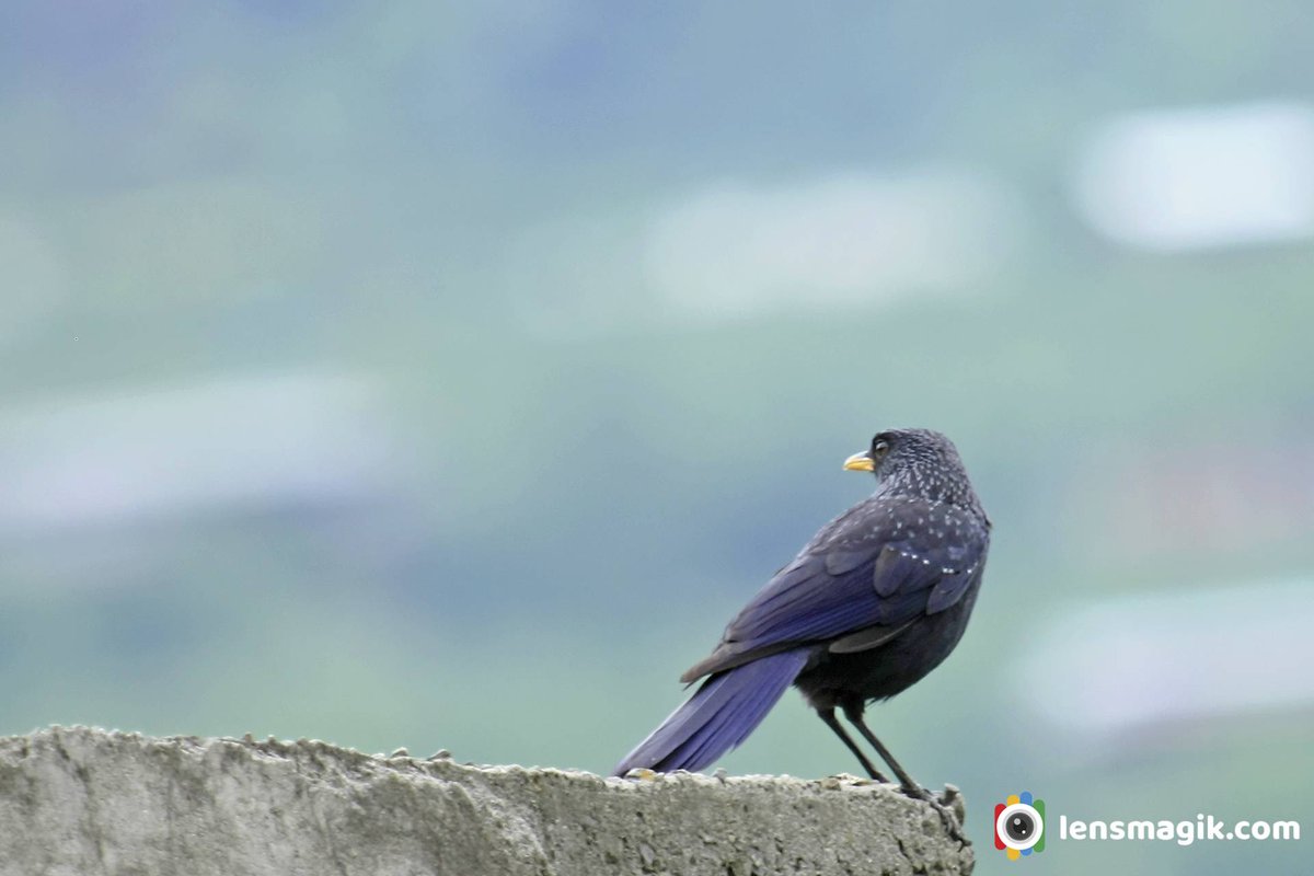 Thrush birds in Manali bit.ly/3ClJ7st Blue Whistling Thrush #bluewhistlingthrush #birdsofmanali #himachalpradeshbirds #himalayanbirds #thrushbirds #birdwatching #birdphotography #birdsoftwitter #wildlifebirdphotography