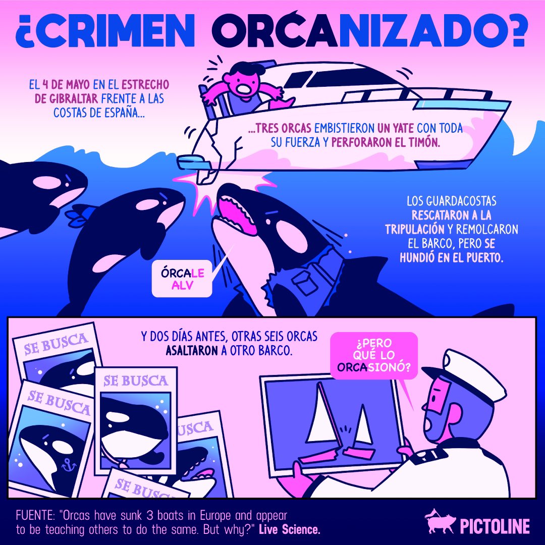 Odtsaga's tweet photo. Aquí pasándoles a dejar los memes de mi amiga #Gladis la #Orca.

#EnEstePerfilAmamosAGladis
#Gladys https://t.co/dHJpR0uzDe