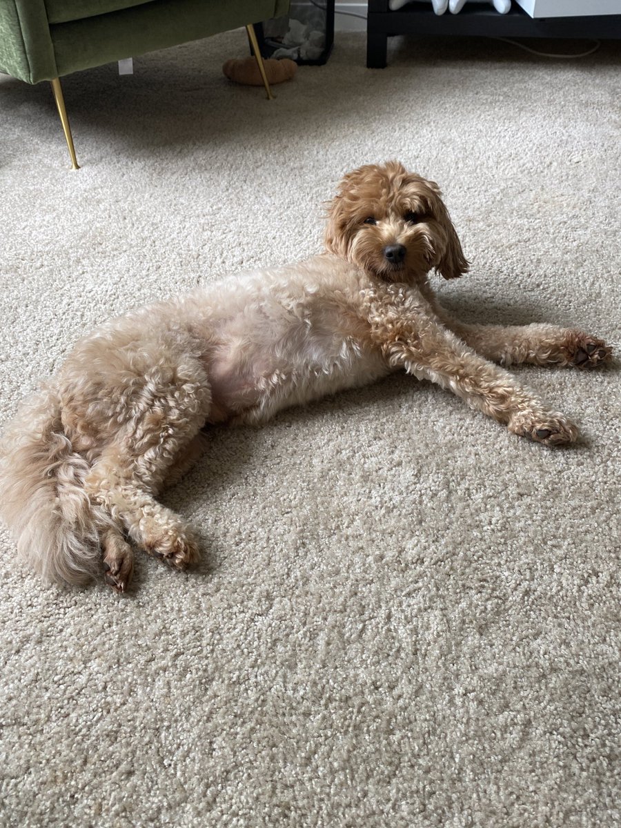 pochidoodle's tweet photo. 呼んだら気だるそうにこっち向いた犬 https://t.co/yyvMLiazmF
