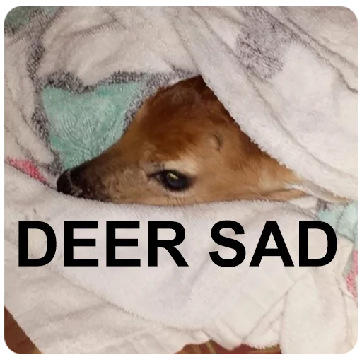 DeerHourly tweet media
