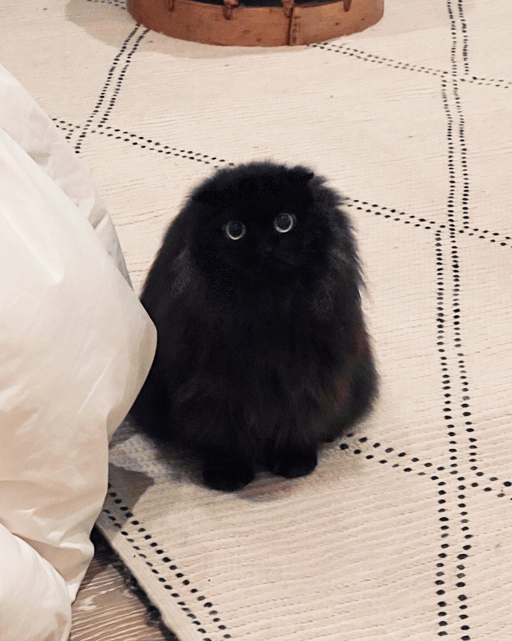 ねこさんキャット / necosan_cat on X: ねこさんキャット / necosan_cat on X: