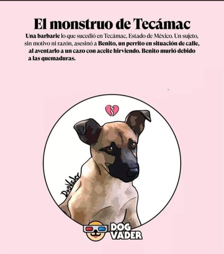 pildorin's tweet photo. Los mexicanos estamos muy indignados por el cruel asesinato de Benito. Y queremos que  esto no quede impune. A todos nos duele
el corazón y no queremos que el asesino salga de la cárcel. Sergio “N”
merece castigo de la ley y del karma. https://t.co/bD7htzFBBb