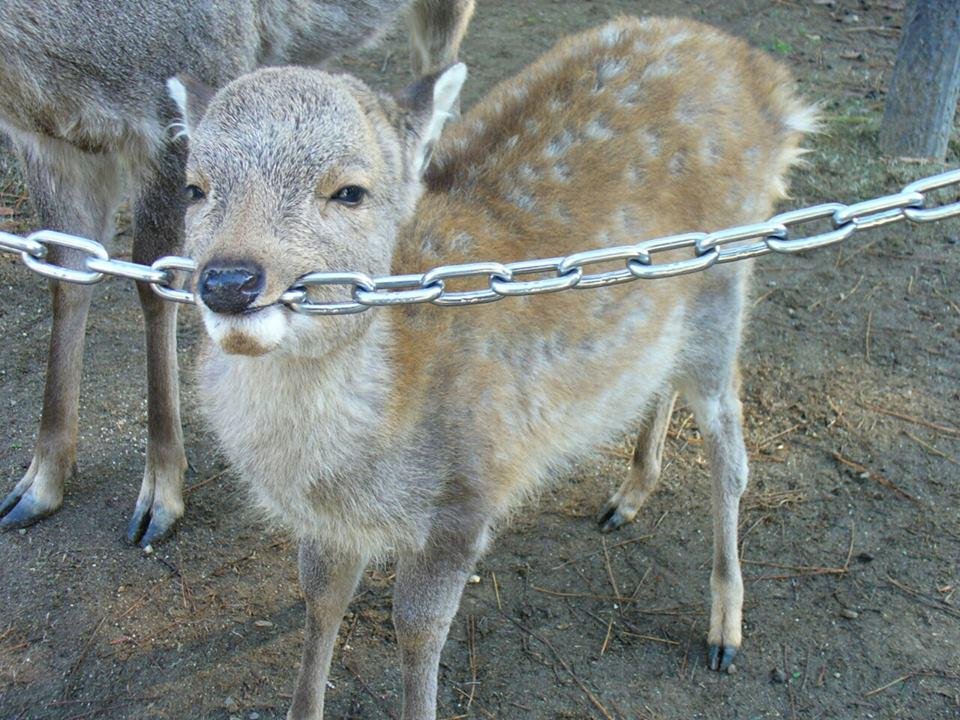 Bleatnik_'s tweet photo. Thinking about deer eating chains https://t.co/LOE6WlHn59