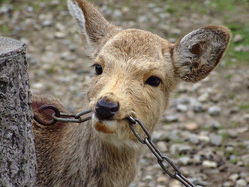Bleatnik_'s tweet photo. Thinking about deer eating chains https://t.co/LOE6WlHn59